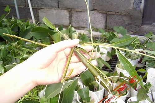 單位養(yǎng)花草的精神好處