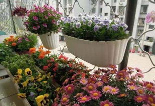 養(yǎng)花得水臭了