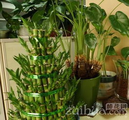 辦公室養(yǎng)花一直開花