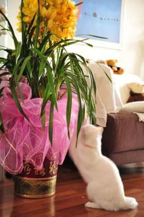 養(yǎng)花養(yǎng)貓