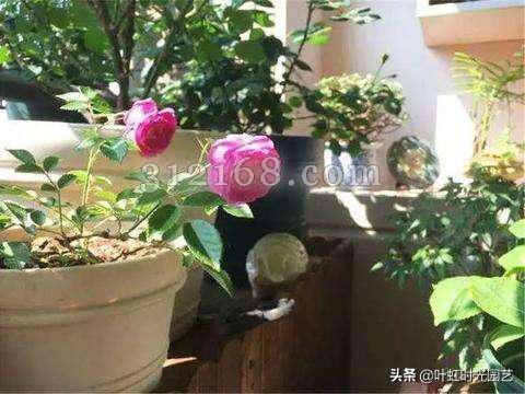 家養(yǎng)花常見病蟲害及防治