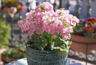 木質(zhì)養(yǎng)花大花盤