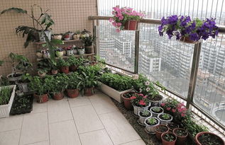 露臺養(yǎng)花搭配