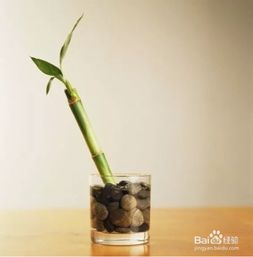 用維生素養(yǎng)花