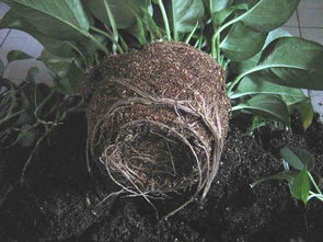 柞木屑可養(yǎng)花