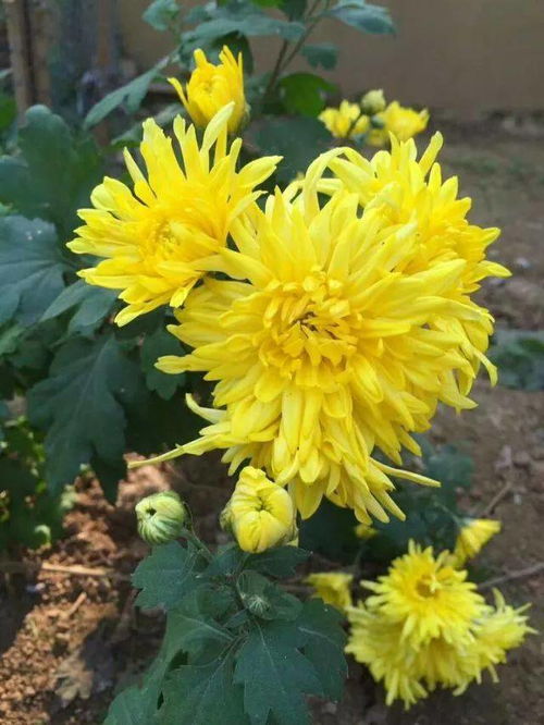 老舍先生的養(yǎng)花的賞析