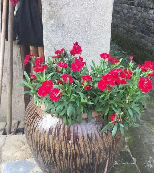 腌菜壇子養(yǎng)花需要打孔嗎