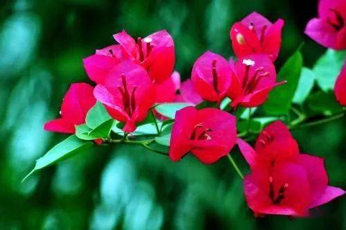 養(yǎng)花的幸福散文