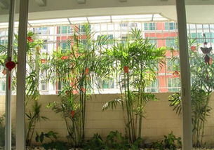 家陽(yáng)臺(tái)養(yǎng)花博客