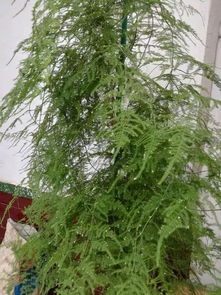 火龍果皮怎么養(yǎng)花