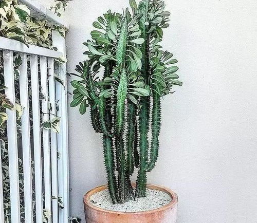 家庭養(yǎng)花龍骨怎樣養(yǎng)