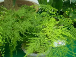 養(yǎng)花種植公眾號