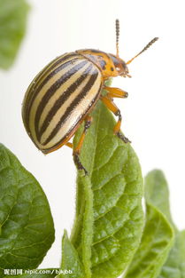 養(yǎng)花生甲蟲(chóng)
