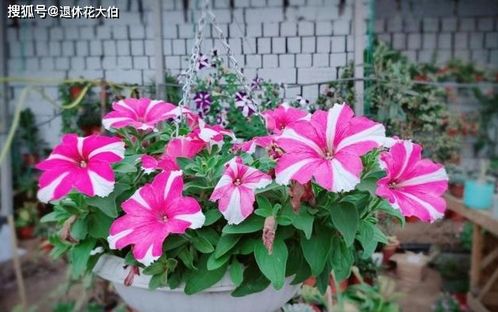 養(yǎng)花怎么判斷干燥