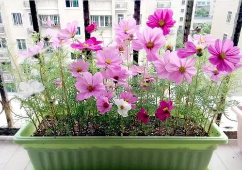 筐子怎么養(yǎng)花