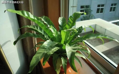 養(yǎng)花用鉀肥那種最適合