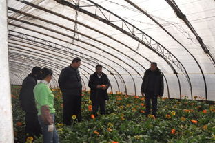 鄒城養(yǎng)花大棚