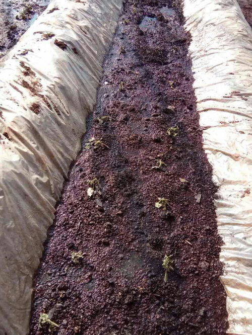 廢蘑菇菌怎樣發(fā)酵養(yǎng)花