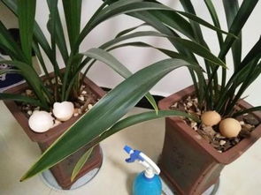 養(yǎng)花的水為什么會變丑