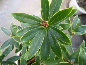 養(yǎng)花金邊瑞香香味