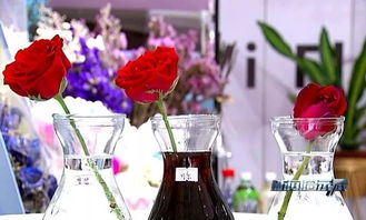 拿可樂養(yǎng)花