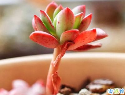 自己養(yǎng)花的說(shuō)說(shuō)