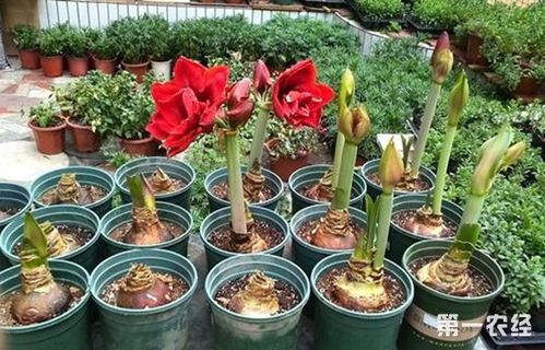 養(yǎng)花怎養(yǎng)珠頂紅