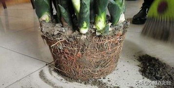 黃土板結(jié)養(yǎng)花