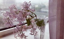 屋里養(yǎng)花會使打噴嚏嗎