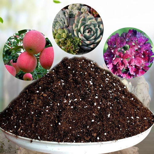 營養(yǎng)花泥種菜可以嗎