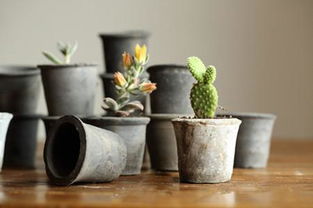 養(yǎng)花如何選擇盆的大小