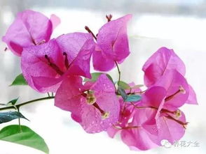 養(yǎng)花冬天怎樣取暖