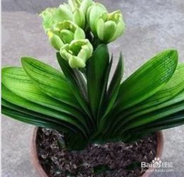 營養(yǎng)土養(yǎng)花不好