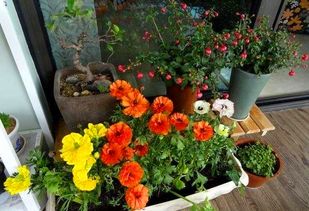 維生素c養(yǎng)花蘆薈