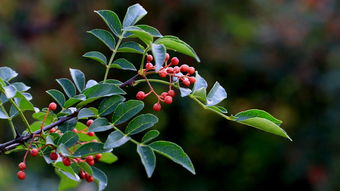 屋里可以養(yǎng)花椒樹嗎