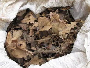 怎樣把落葉變成養(yǎng)花土