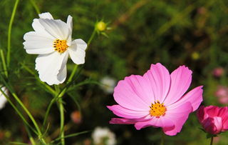 室內(nèi)養(yǎng)花二十種花卉(二)