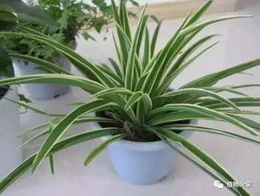 那樣的土壤事宜養(yǎng)花