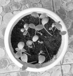 小學生日記養(yǎng)花