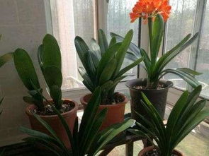 養(yǎng)花放什么料