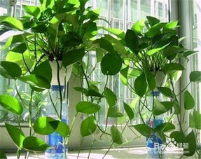 夏季養(yǎng)花怎樣防治小黑蟲子