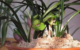 鋸末養(yǎng)花要經(jīng)過(guò)處理嗎