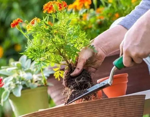 煮過的豆準(zhǔn)備養(yǎng)花怎么存