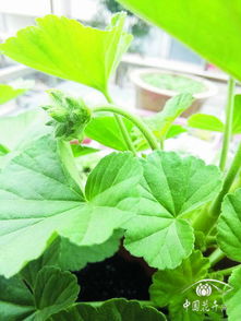 夏季家養(yǎng)花卉換盆事宜