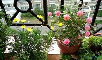 室內(nèi)養(yǎng)花喜陽