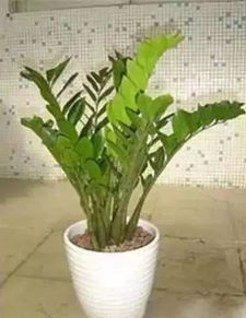 養(yǎng)花怎么去養(yǎng)