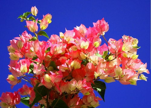 養(yǎng)花大全三角梅的修剪