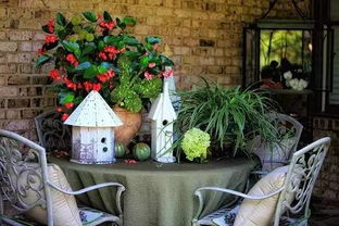 老伴養(yǎng)花是一把好手