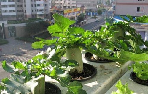 自制有機(jī)肥養(yǎng)花