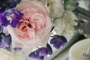 養(yǎng)花需要天天換水嗎